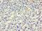 Histidyl-TRNA Synthetase antibody, LS-C375873, Lifespan Biosciences, Immunohistochemistry frozen image 