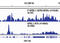 RNA Polymerase II Subunit A antibody, 13546S, Cell Signaling Technology, Chromatin Immunoprecipitation image 
