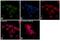CD49D antibody, 14-0499-82, Invitrogen Antibodies, Immunofluorescence image 