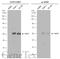 Growth Factor Independent 1 Transcriptional Repressor antibody, GTX133807, GeneTex, Western Blot image 