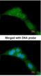 WW Domain Containing Oxidoreductase antibody, NBP1-33456, Novus Biologicals, Immunofluorescence image 