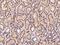 Oxoeicosanoid Receptor 1 antibody, 204406-T08, Sino Biological, Immunohistochemistry frozen image 