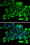 Chloride Intracellular Channel 4 antibody, 22-687, ProSci, Immunofluorescence image 