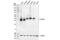 Emerin antibody, 30853S, Cell Signaling Technology, Western Blot image 