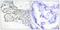 Protein Kinase C Delta antibody, PA5-38417, Invitrogen Antibodies, Immunohistochemistry paraffin image 