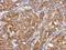 ER Lipid Raft Associated 1 antibody, NBP2-16368, Novus Biologicals, Immunohistochemistry frozen image 