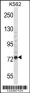 Threonine Synthase Like 1 antibody, 56-991, ProSci, Western Blot image 