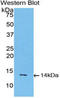 Inhibin Subunit Beta A antibody, LS-C301343, Lifespan Biosciences, Western Blot image 