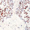 Activating Transcription Factor 2 antibody, LS-C358917, Lifespan Biosciences, Immunohistochemistry frozen image 