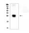 Immunoglobulin Lambda Like Polypeptide 1 antibody, A08965-1, Boster Biological Technology, Western Blot image 