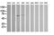 Chromogranin A antibody, LS-C338048, Lifespan Biosciences, Western Blot image 