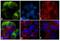 G Protein-Coupled Receptor 68 antibody, 720277, Invitrogen Antibodies, Immunofluorescence image 