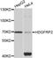 Hepatoma-derived growth factor-related protein 2 antibody, LS-C349179, Lifespan Biosciences, Western Blot image 