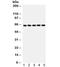 SHC Adaptor Protein 1 antibody, R32049, NSJ Bioreagents, Western Blot image 