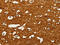 Glutamic-Oxaloacetic Transaminase 1 antibody, CSB-PA274065, Cusabio, Immunohistochemistry paraffin image 