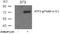 Activating Transcription Factor 2 antibody, AP02331PU-S, Origene, Western Blot image 