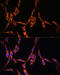 KRAS Proto-Oncogene, GTPase antibody, 14-182, ProSci, Immunofluorescence image 