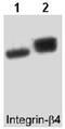Integrin Subunit Beta 4 antibody, ab29042, Abcam, Western Blot image 