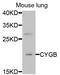 Cytoglobin antibody, orb373408, Biorbyt, Western Blot image 