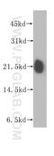 Ras Homolog Family Member A antibody, 10749-1-AP, Proteintech Group, Western Blot image 