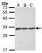Endoplasmic Reticulum Protein 29 antibody, GTX102225, GeneTex, Western Blot image 