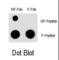 Myocyte Enhancer Factor 2C antibody, abx031965, Abbexa, Western Blot image 