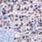 Lymphocyte Activating 3 antibody, RF16082, ProSci, Immunohistochemistry paraffin image 