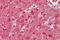 Macrophage Stimulating 1 antibody, 26-071, ProSci, Western Blot image 