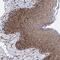 NFU1 Iron-Sulfur Cluster Scaffold antibody, HPA035826, Atlas Antibodies, Immunohistochemistry frozen image 