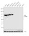 Villin 1 antibody, MA5-12227, Invitrogen Antibodies, Western Blot image 