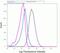Ribosomal Protein S6 antibody, 710394, Invitrogen Antibodies, Flow Cytometry image 