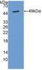 Cytohesin 2 antibody, MBS2026532, MyBioSource, Western Blot image 