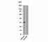 Uroplakin 3A antibody, V2295SAF-100UG, NSJ Bioreagents, Western Blot image 