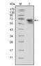 Neurotrophic Receptor Tyrosine Kinase 1 antibody, NBP1-47436, Novus Biologicals, Western Blot image 