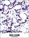 Heterogeneous Nuclear Ribonucleoprotein M antibody, 57-415, ProSci, Immunohistochemistry paraffin image 