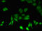 Proteasome Subunit Beta 5 antibody, orb46792, Biorbyt, Immunofluorescence image 