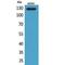 ABL Proto-Oncogene 2, Non-Receptor Tyrosine Kinase antibody, LS-C387112, Lifespan Biosciences, Western Blot image 