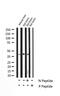 Protein Phosphatase 1 Regulatory Inhibitor Subunit 1B antibody, GTX00803, GeneTex, Western Blot image 
