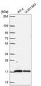 Transmembrane protein 133 antibody, PA5-66795, Invitrogen Antibodies, Western Blot image 