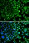 Anaphase Promoting Complex Subunit 5 antibody, orb247811, Biorbyt, Immunofluorescence image 