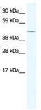 Transcription initiation factor TFIID subunit 7-like antibody, TA329955, Origene, Western Blot image 