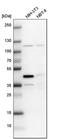 YJU2 Splicing Factor Homolog antibody, PA5-60435, Invitrogen Antibodies, Western Blot image 