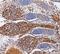 ADAM Metallopeptidase With Thrombospondin Type 1 Motif 1 antibody, AF5867, R&D Systems, Immunohistochemistry frozen image 