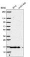 Peptidylprolyl Cis/Trans Isomerase, NIMA-Interacting 1 antibody, HPA068650, Atlas Antibodies, Western Blot image 