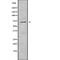 Wee1-like protein kinase antibody, abx219348, Abbexa, Western Blot image 