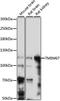 Transmembrane Protein 67 antibody, LS-C750518, Lifespan Biosciences, Western Blot image 