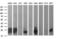 BH3 Interacting Domain Death Agonist antibody, NBP2-46575, Novus Biologicals, Western Blot image 