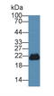 Phosphatidylethanolamine Binding Protein 1 antibody, LS-C373498, Lifespan Biosciences, Western Blot image 