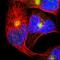 Microtubule Affinity Regulating Kinase 1 antibody, NBP1-82799, Novus Biologicals, Immunofluorescence image 