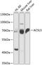 Acyl-CoA Synthetase Long Chain Family Member 5 antibody, 15-389, ProSci, Western Blot image 